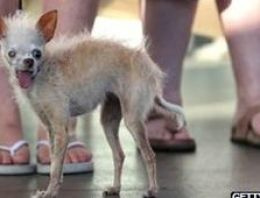 'Dünyanın en çirkin köpeği' öldü