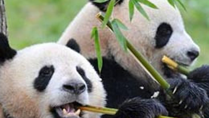 Bu çayın bir bardağı 130 sterlin!