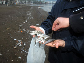 Marmaris'te yüzlerce balık kıyıya vurdu!
