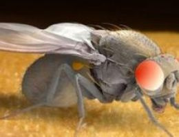 Reddedilen sinekler 'alkole sığınıyor'