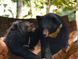 Kış uykusundaki ayılar çabuk iyileşiyor